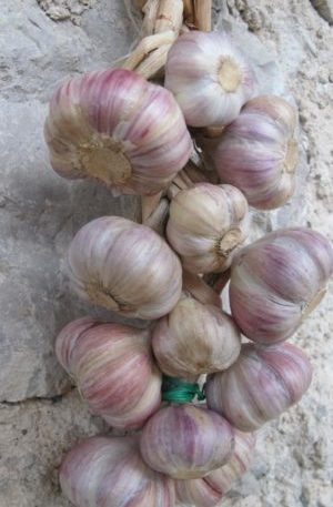 Aglio di Resia