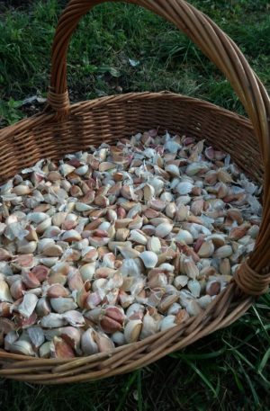 Bulbi da semina