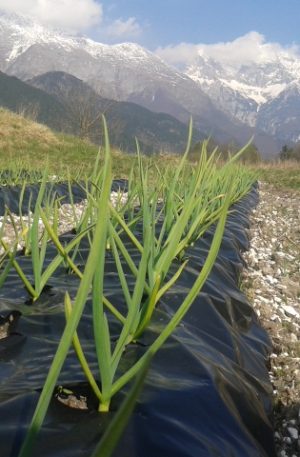 Piantine d'aglio