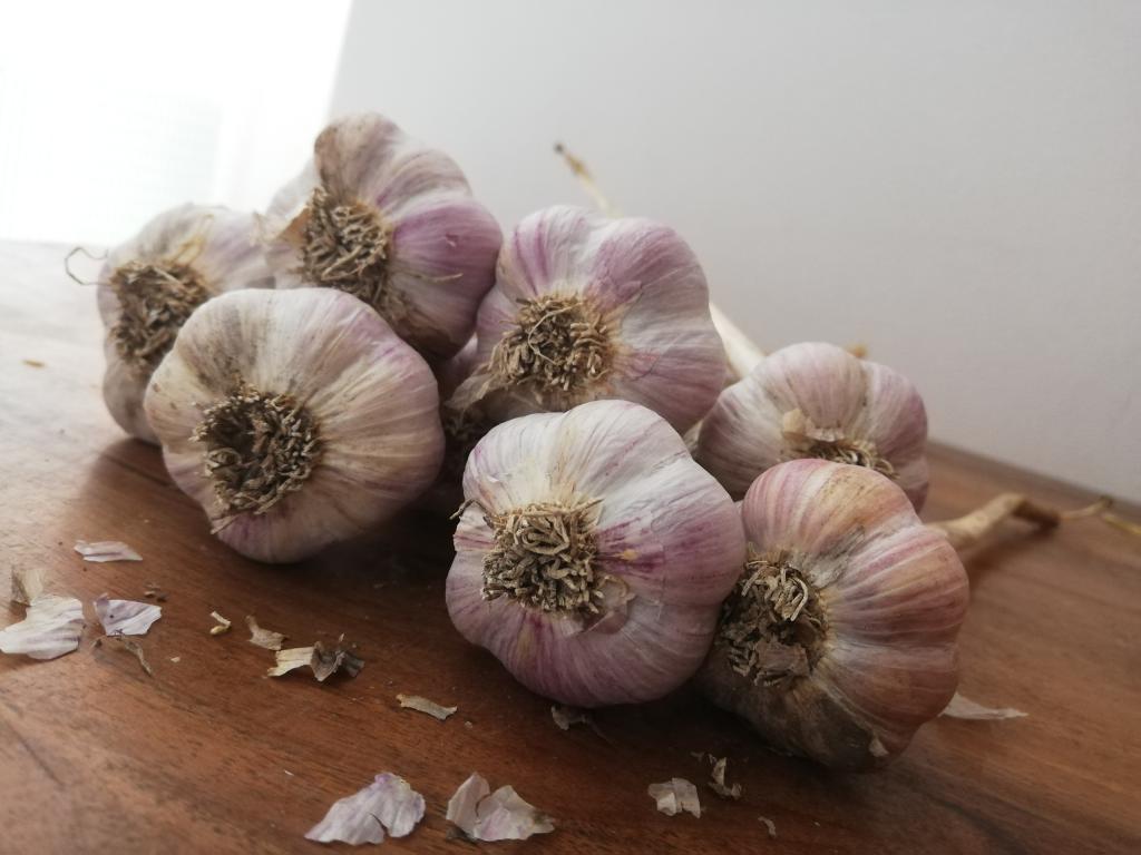 Aglio di Resia 1