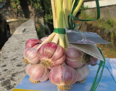 aglio di resia 1 aglio di resia 1